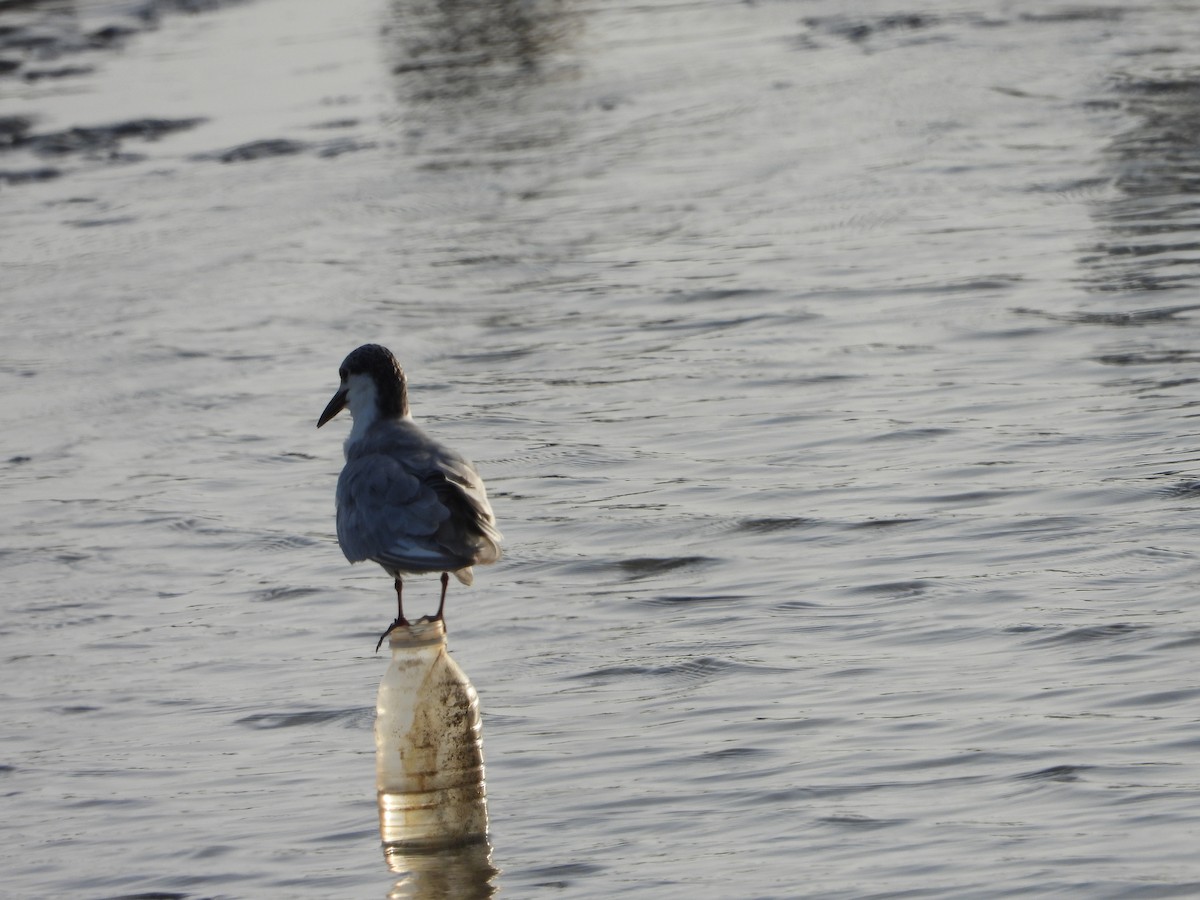 Whiskered Tern - ML616855821