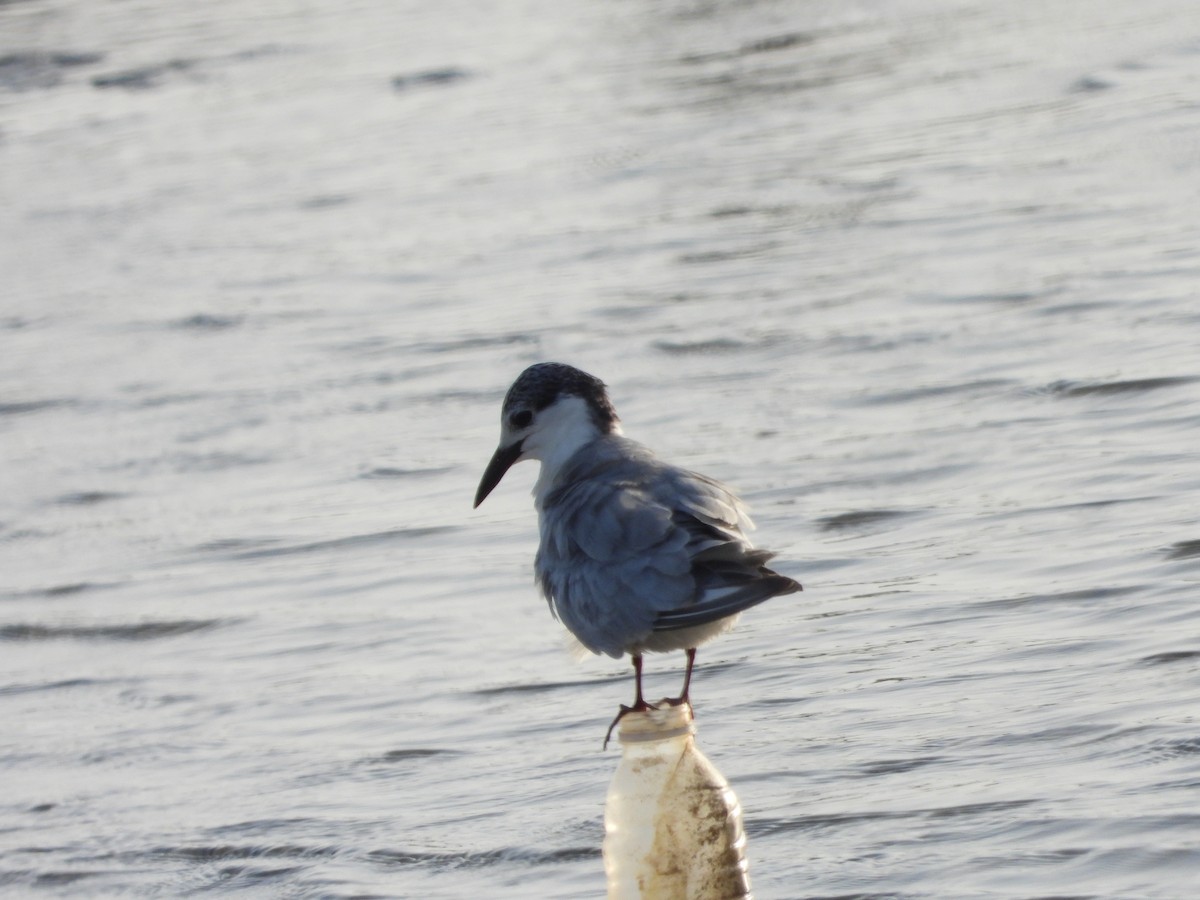 Whiskered Tern - ML616855825