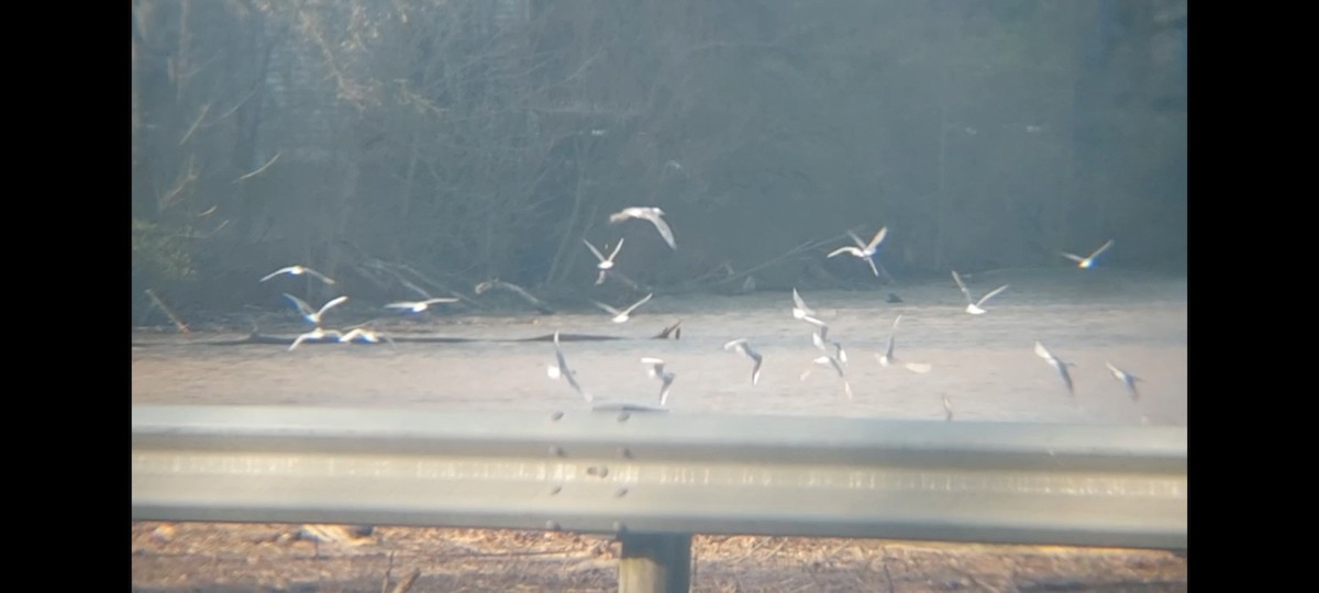 Bonaparte's Gull - Emerson Lisboa