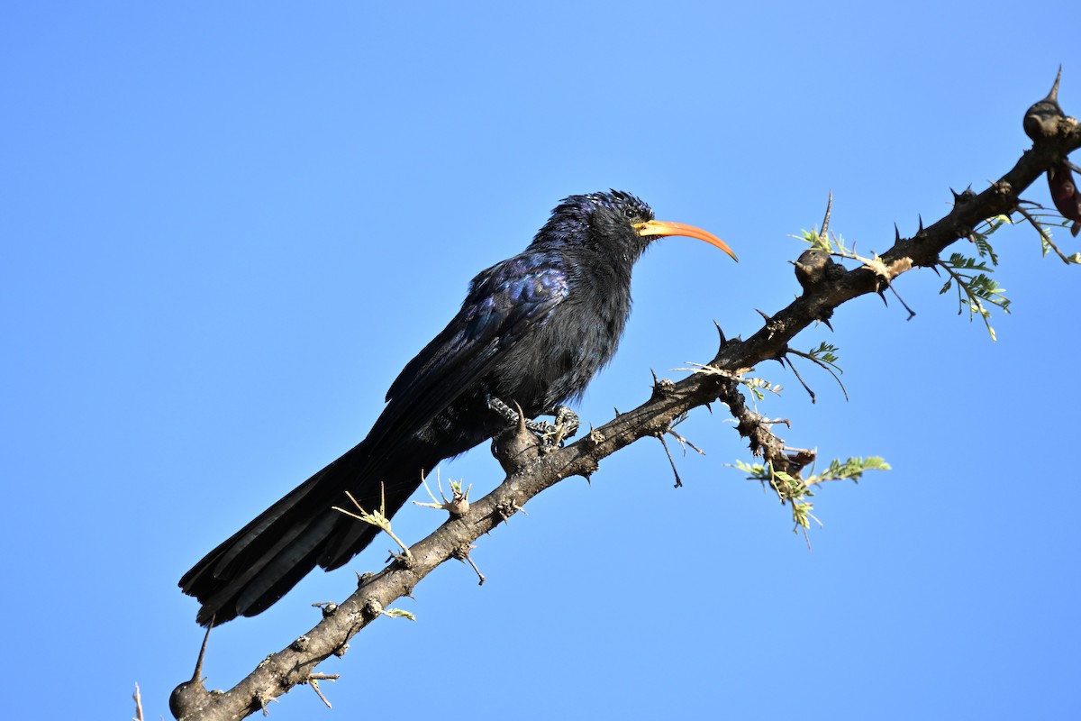 Abyssinian Scimitarbill - ML616855905