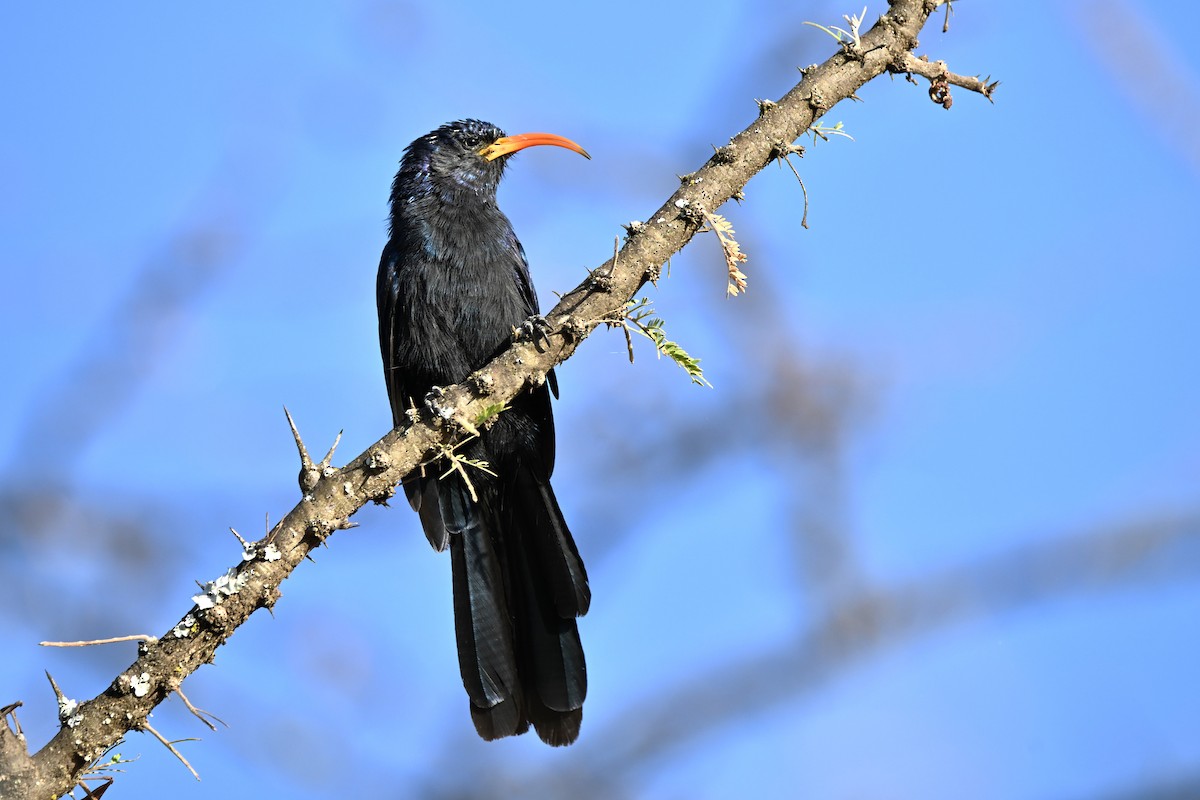 Abyssinian Scimitarbill - Adarsh Nagda