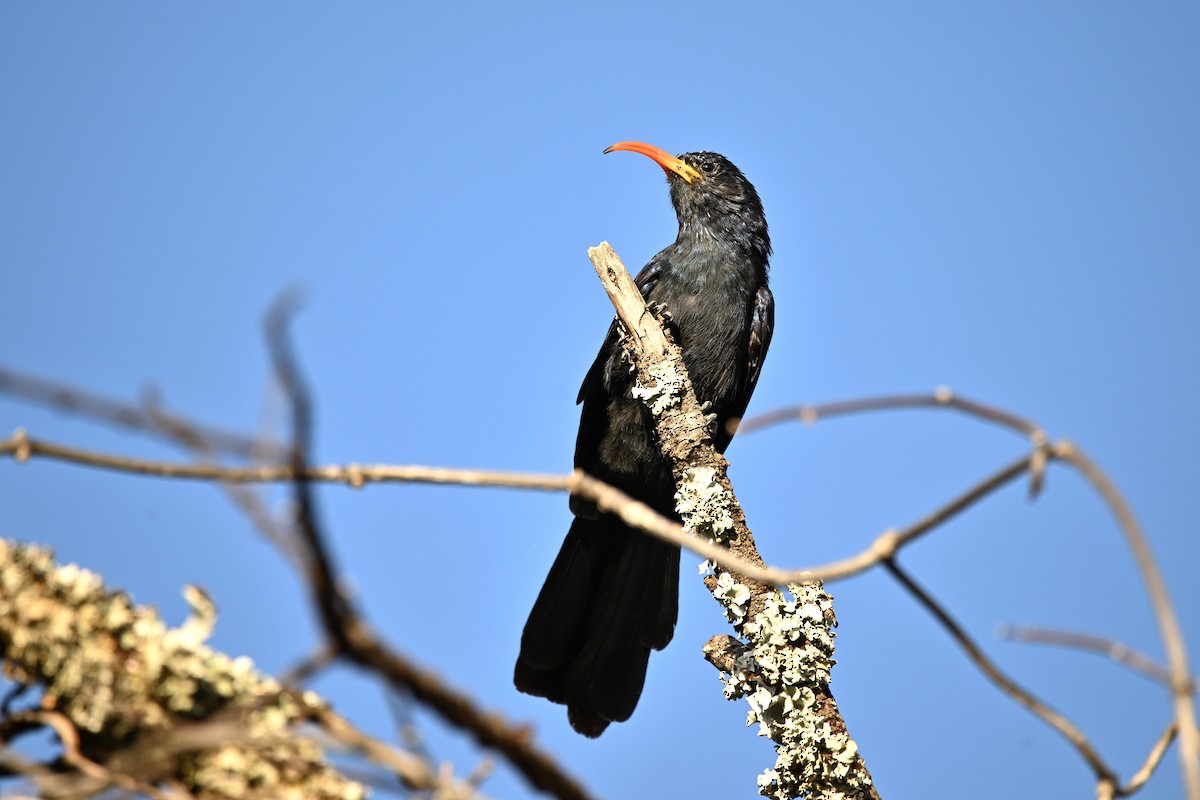 Abyssinian Scimitarbill - ML616855909