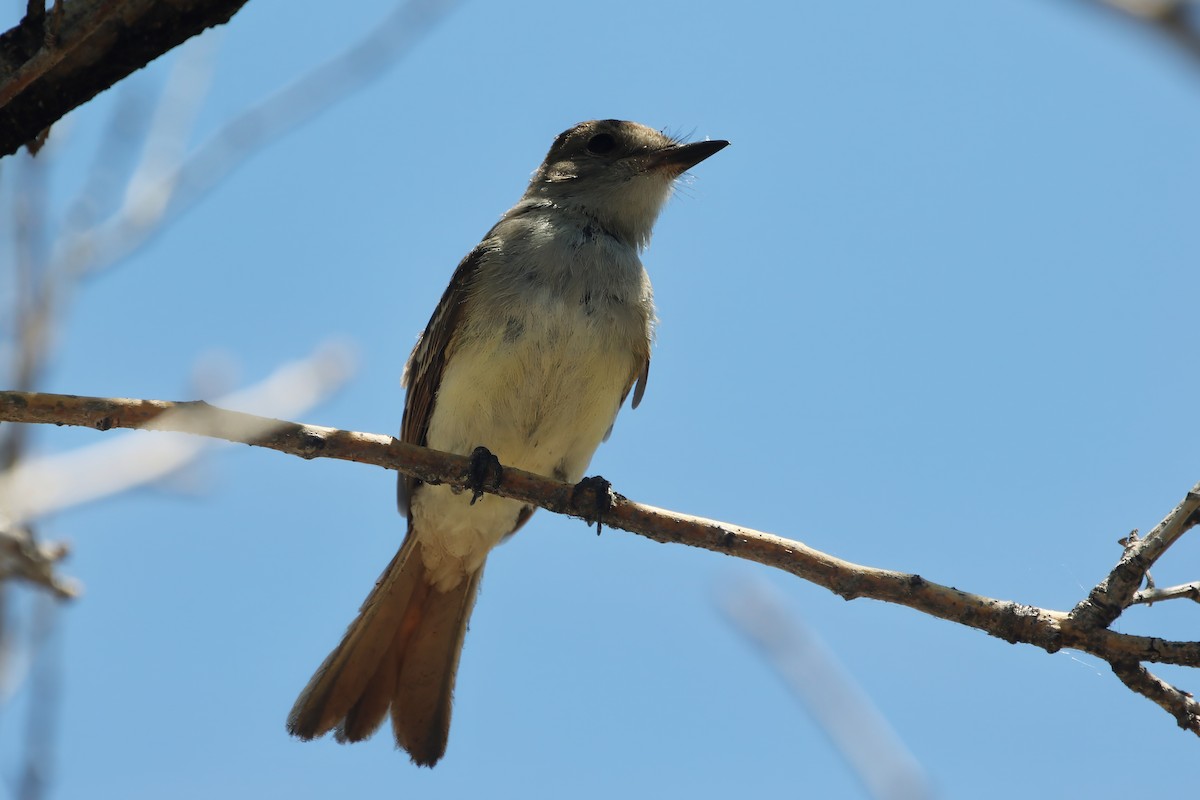 Ash-throated Flycatcher - ML616855911