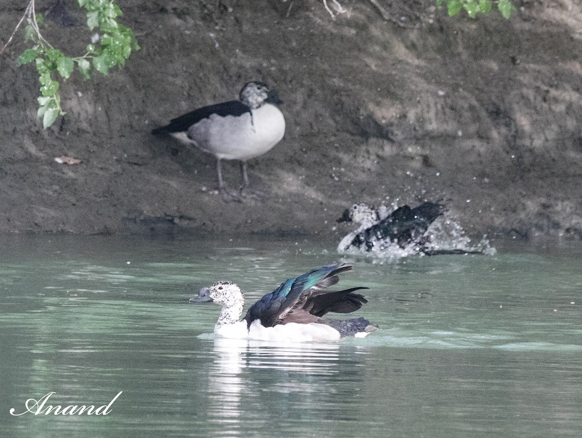 Knob-billed Duck - ML616855912