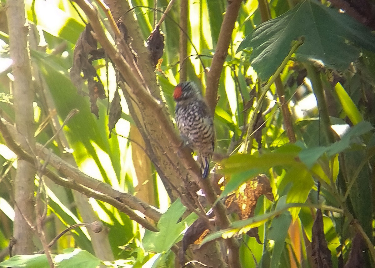 White-wedged Piculet - Carlos Otávio Gussoni