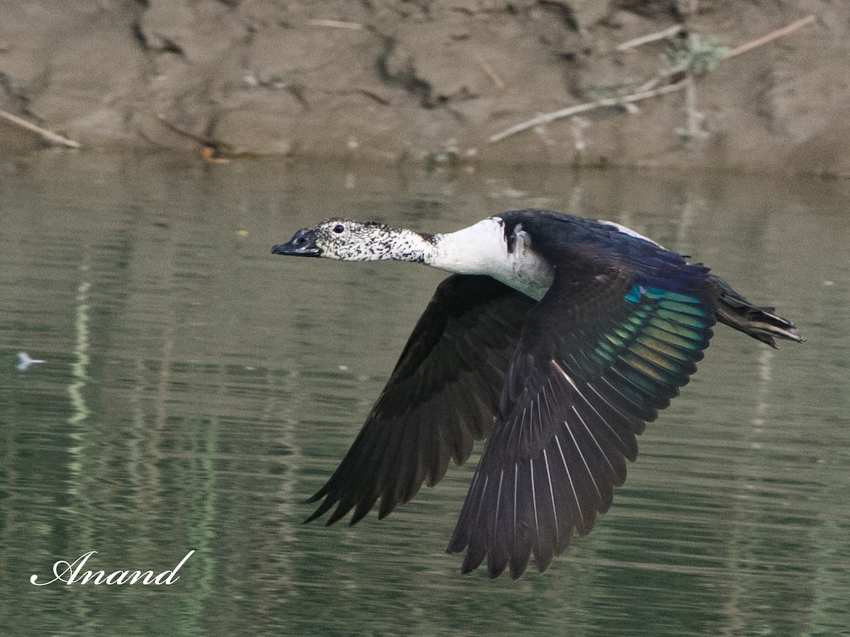 Knob-billed Duck - ML616855955