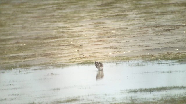 Сянби элсэг - ML616856046