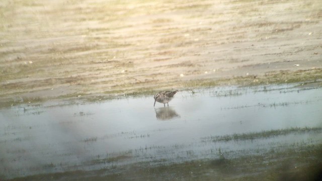 Broad-billed Sandpiper - ML616856048