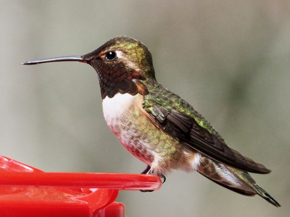 Anna's x Rufous Hummingbird (hybrid) - ML616856096