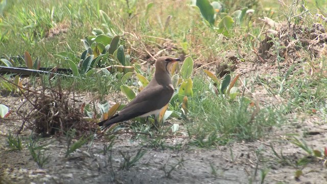 Өнгөт хөгт - ML616856098