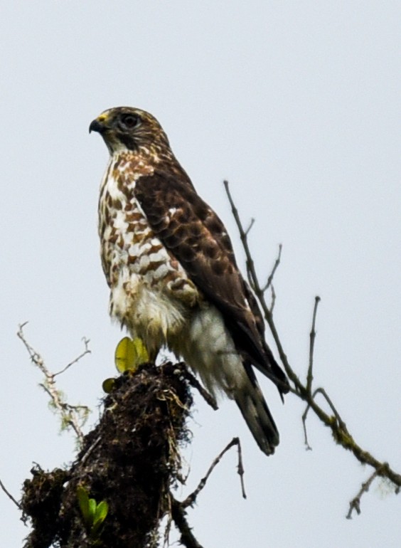 Wegebussard [magnirostris-Gruppe] - ML616856103