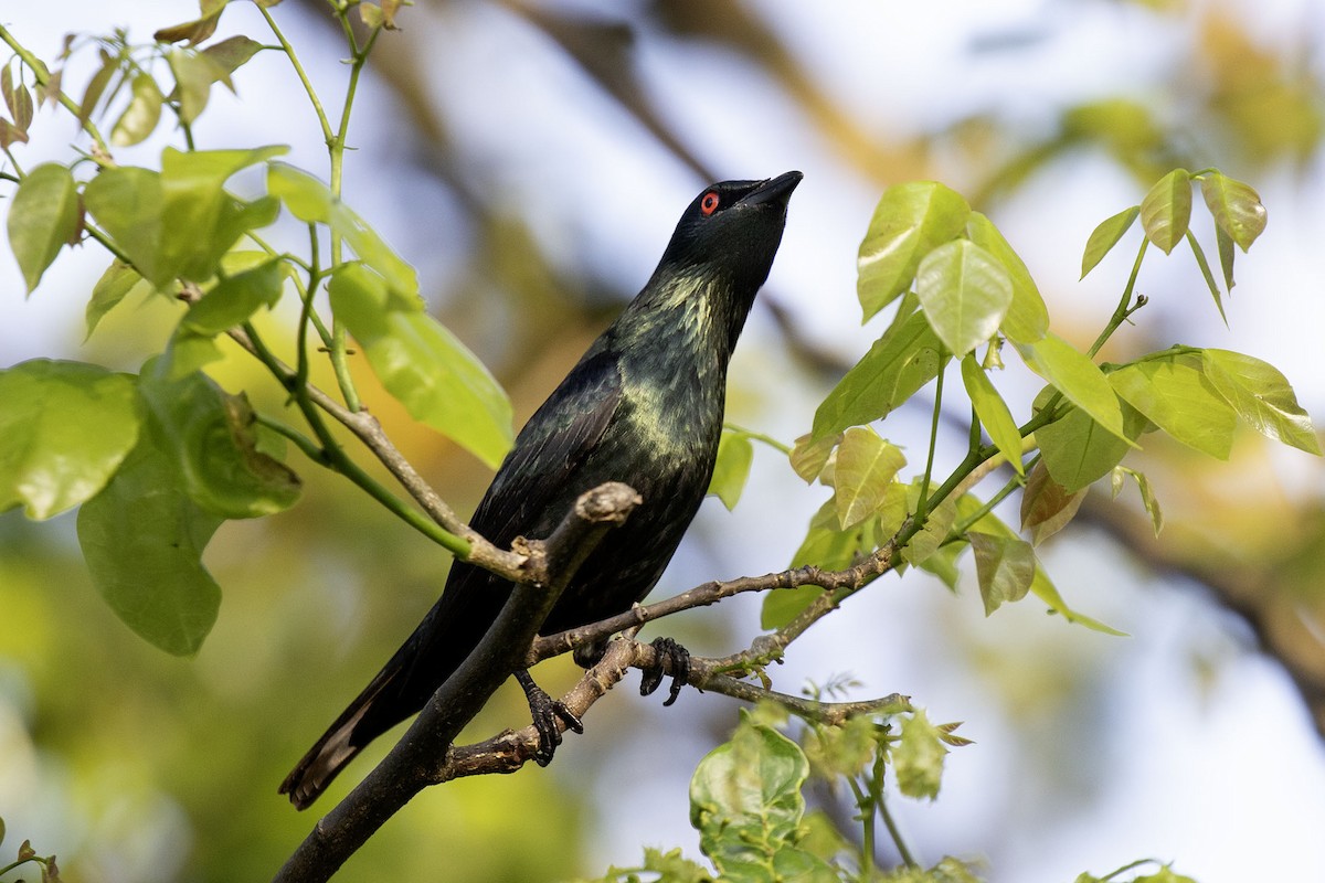 Asian Glossy Starling - ML616856203