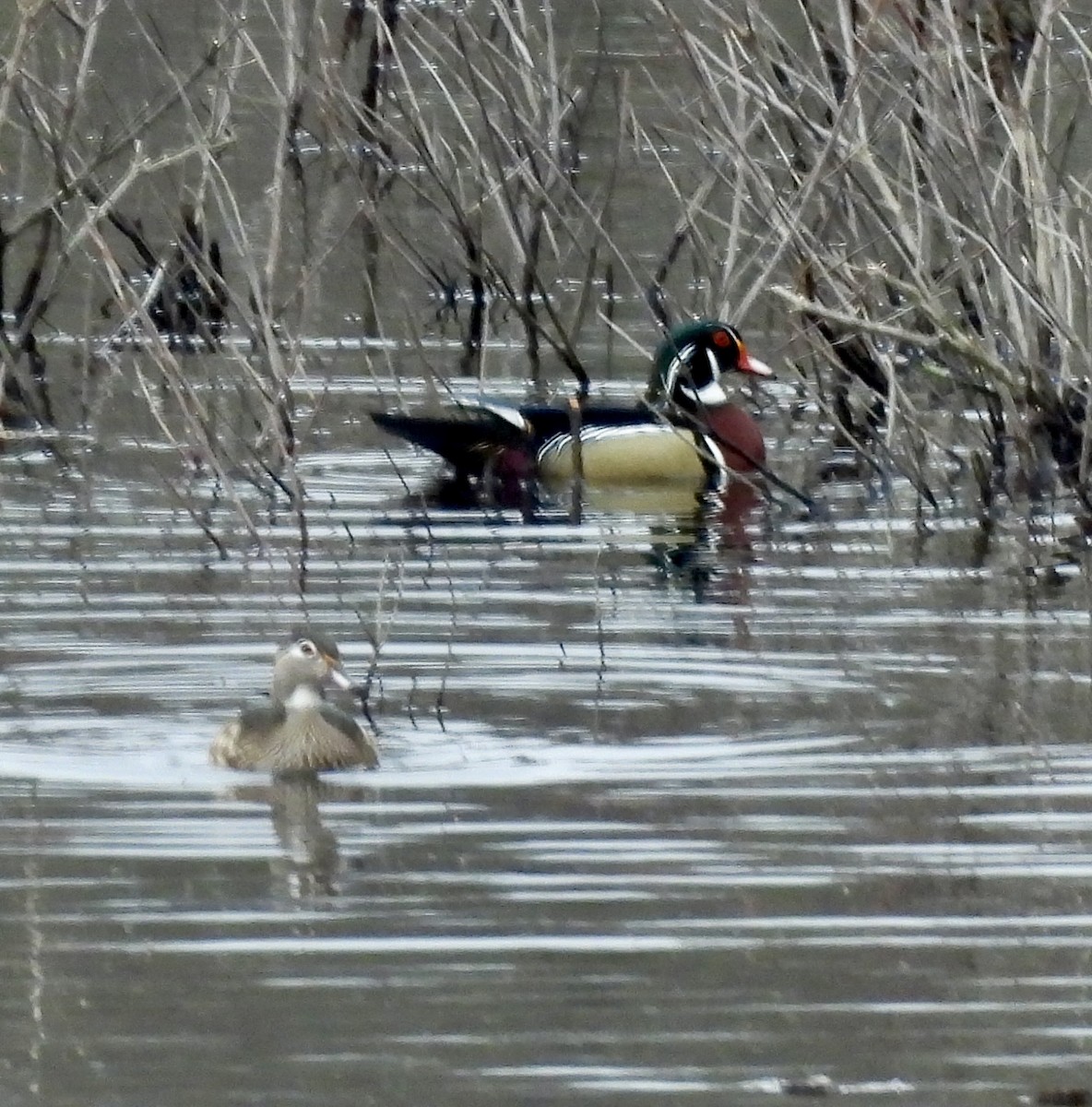 Wood Duck - ML616856220