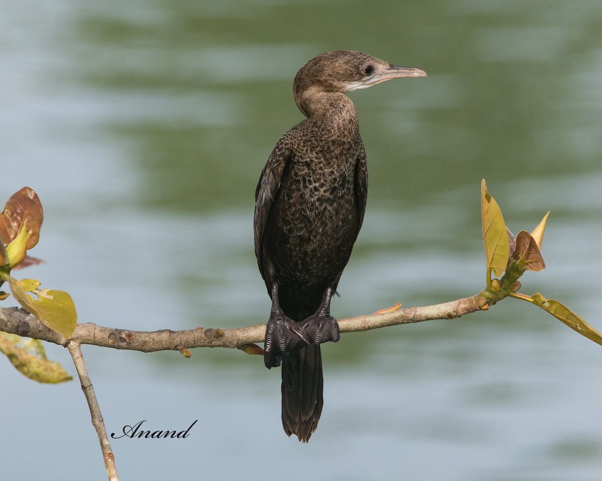 Little Cormorant - ML616856224