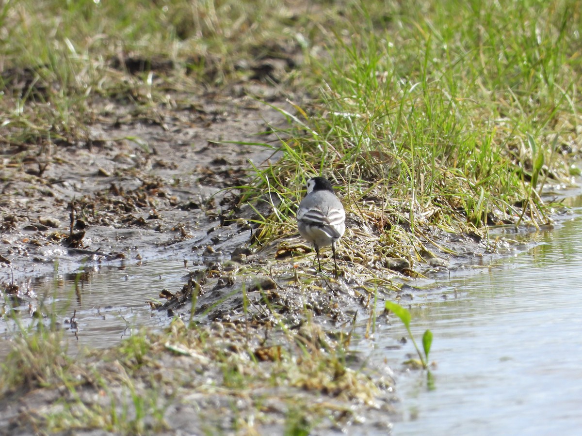 White Wagtail - ML616856235