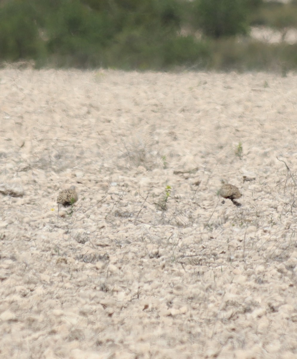 Black-bellied Sandgrouse - ML616856250