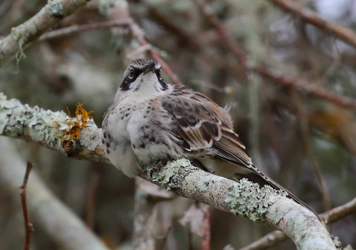 San Cristobal Mockingbird - ML616856291