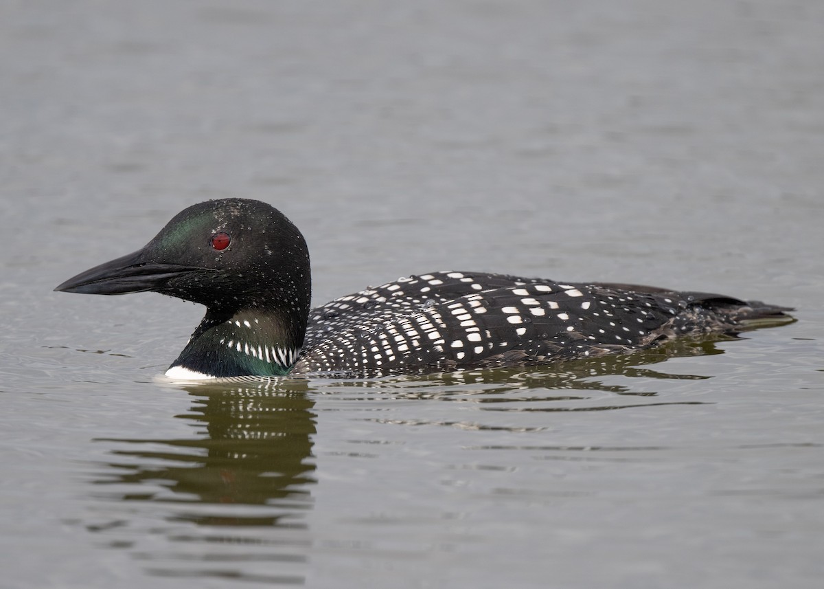 Plongeon huard - ML616856307