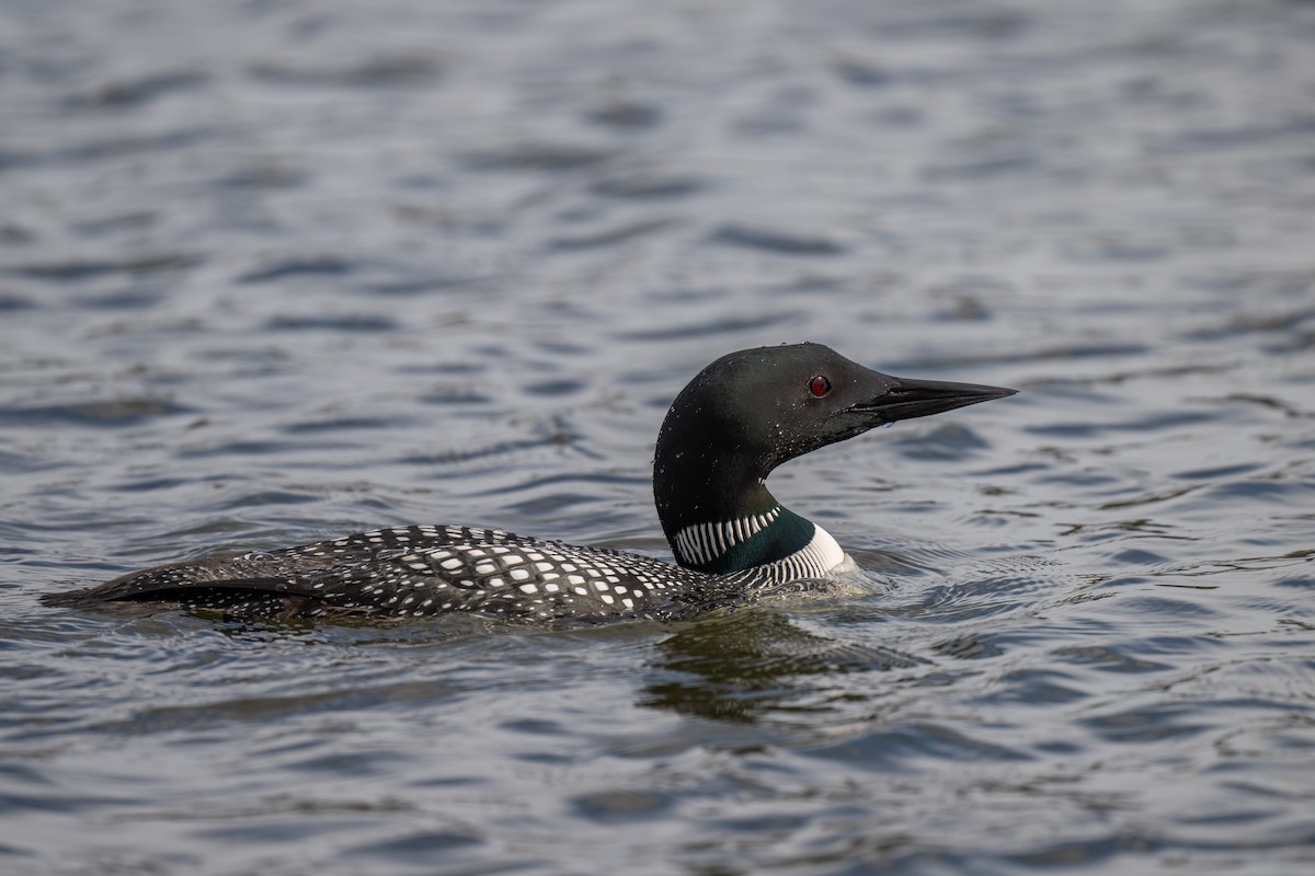 Plongeon huard - ML616856314