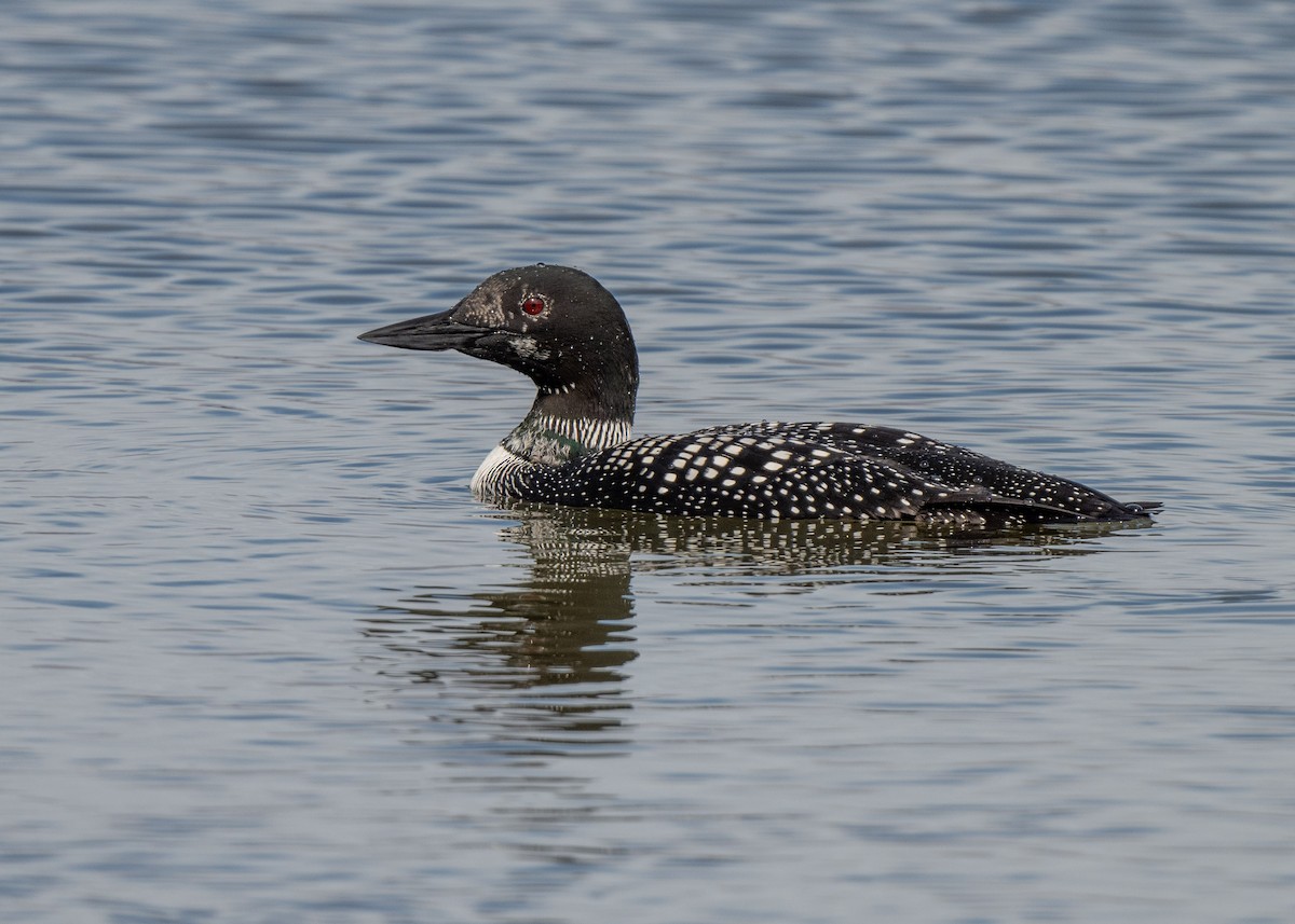 Plongeon huard - ML616856317