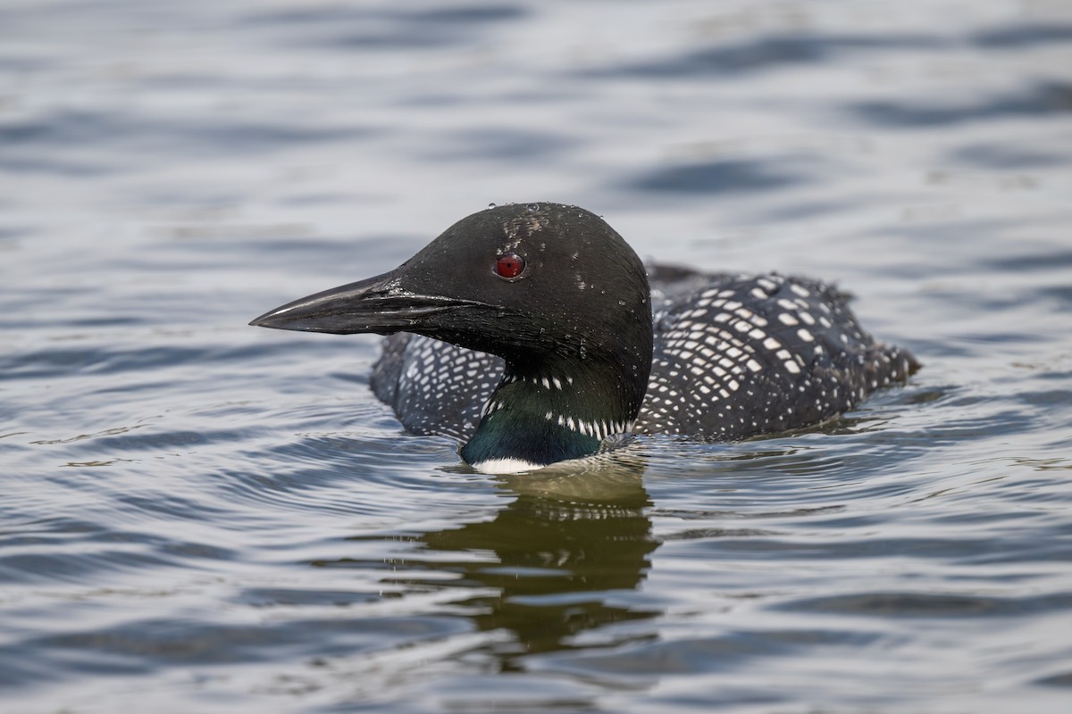 Plongeon huard - ML616856321