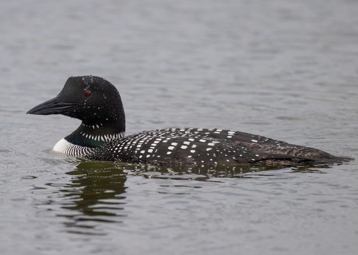 Common Loon - ML616856336