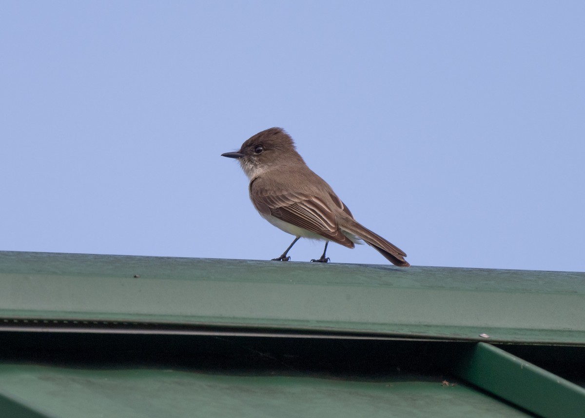 Eastern Phoebe - ML616856351