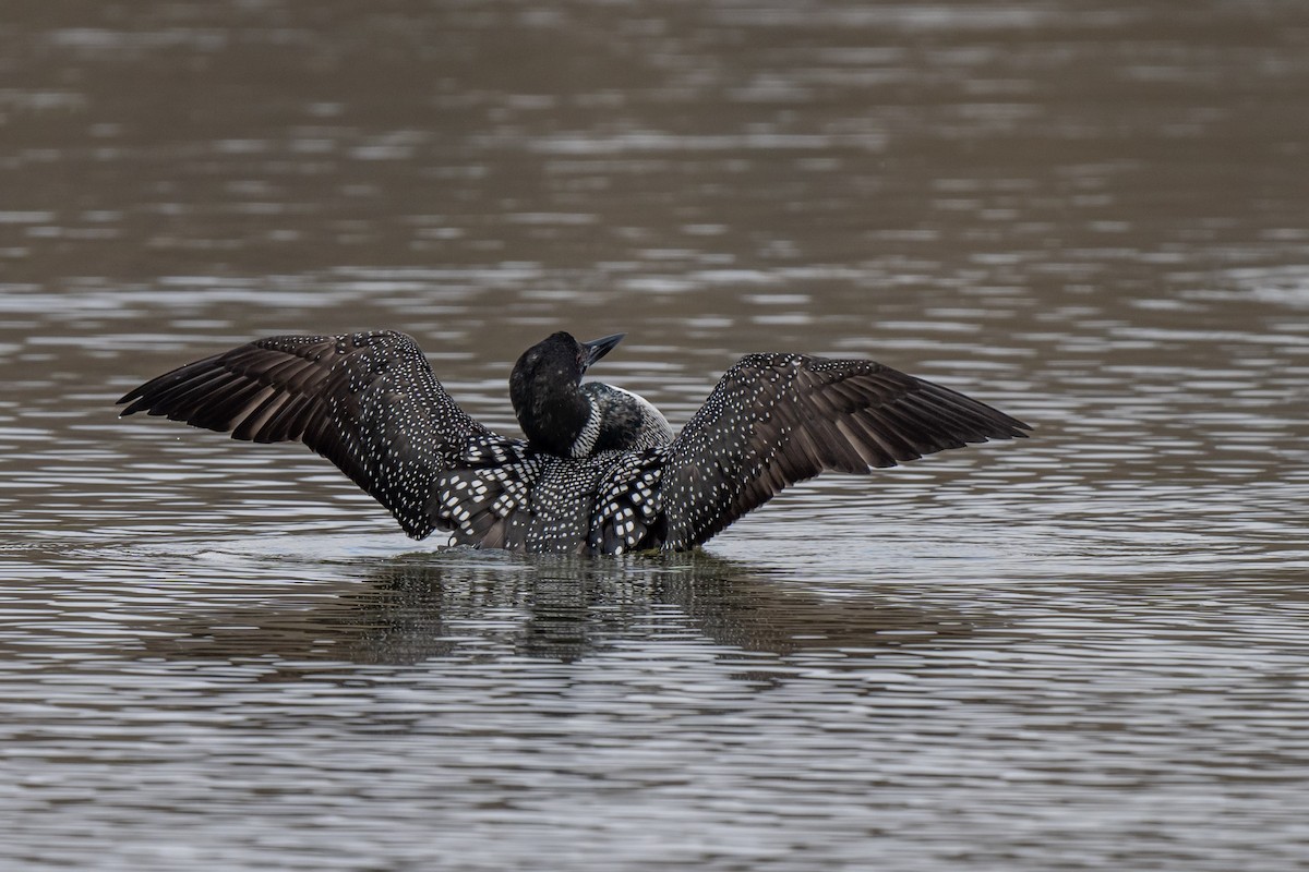 Plongeon huard - ML616856353