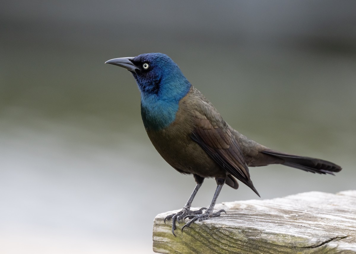 Common Grackle - ML616856361