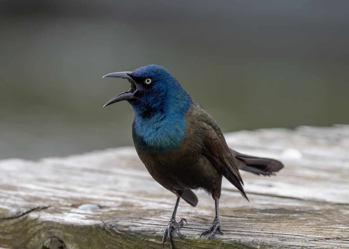 Common Grackle - ML616856364