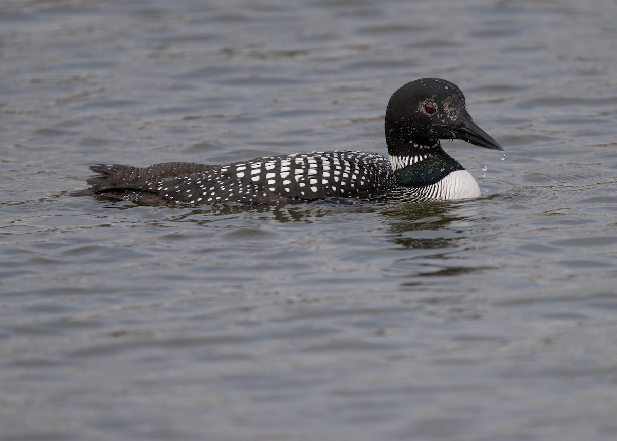 Common Loon - ML616856380