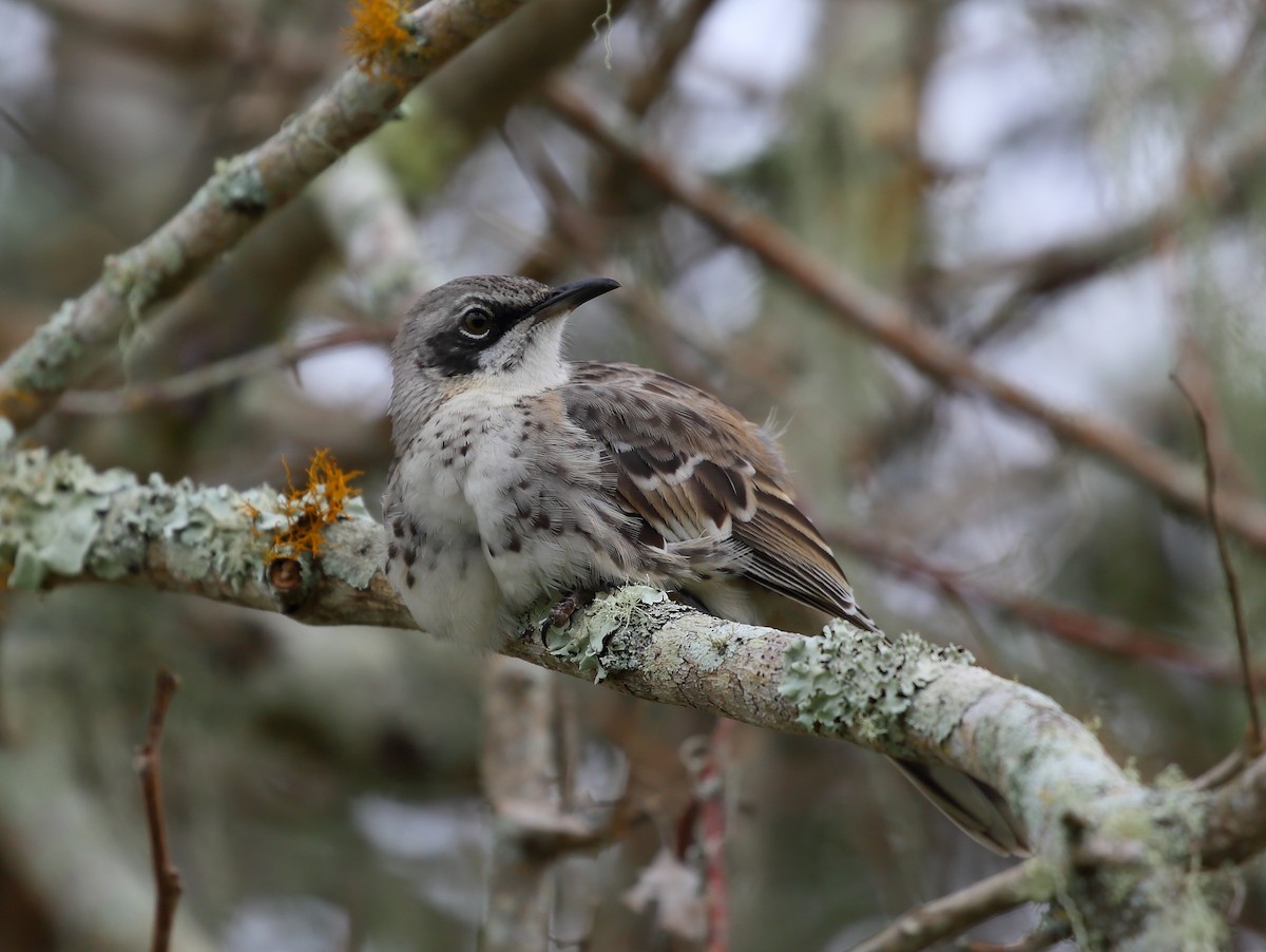 San Cristobal Mockingbird - ML616856386