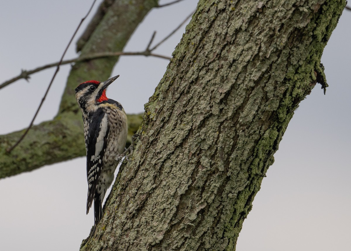 Yellow-bellied Sapsucker - ML616856387