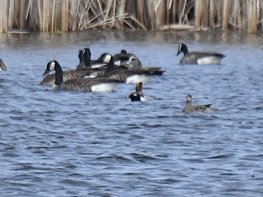 Eurasian x American Wigeon (hybrid) - ML616856420