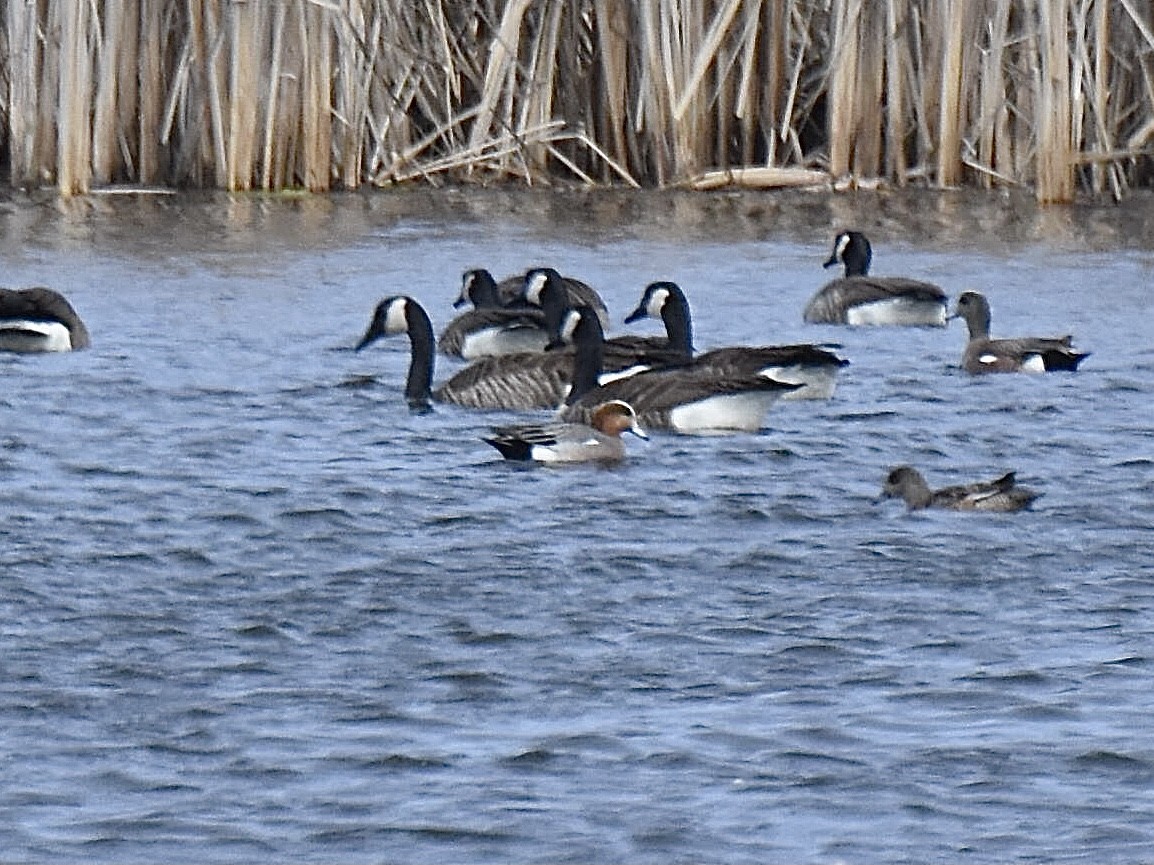 Eurasian x American Wigeon (hybrid) - ML616856421