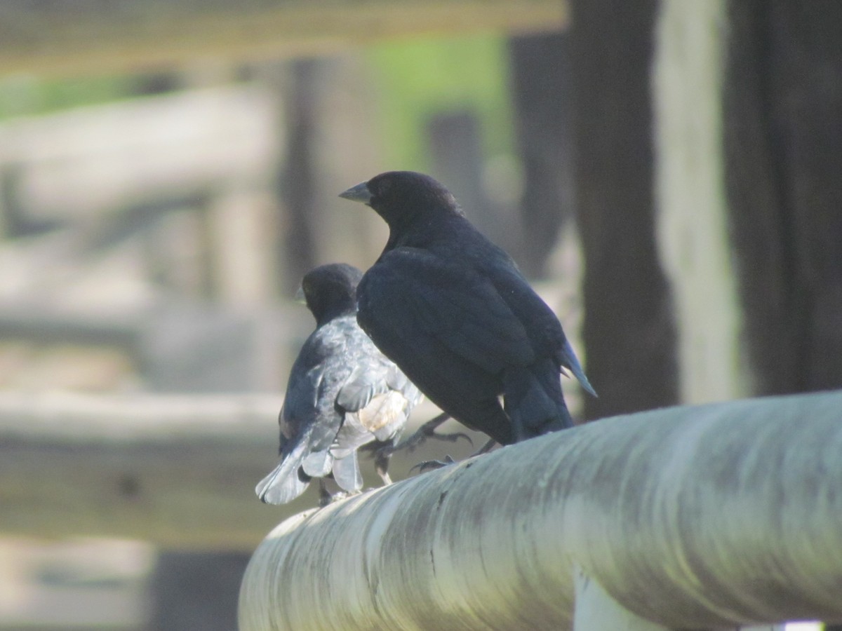 Screaming Cowbird - ML616856428