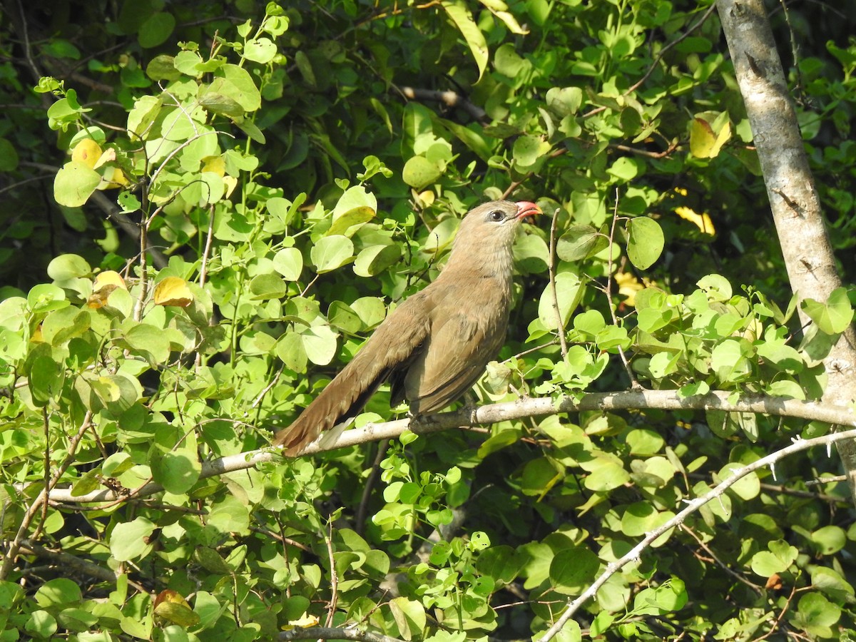 Sirkeer Malkoha - ML616856506