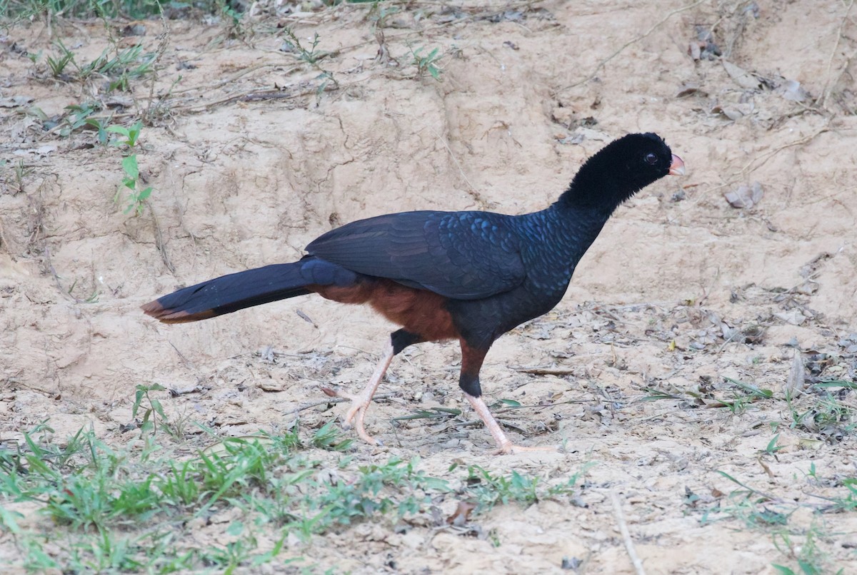 Crestless Curassow - ML616856521