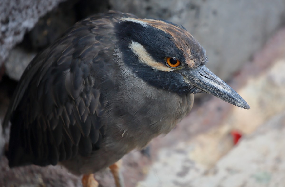 Yellow-crowned Night Heron (Galapagos) - Yannick FRANCOIS