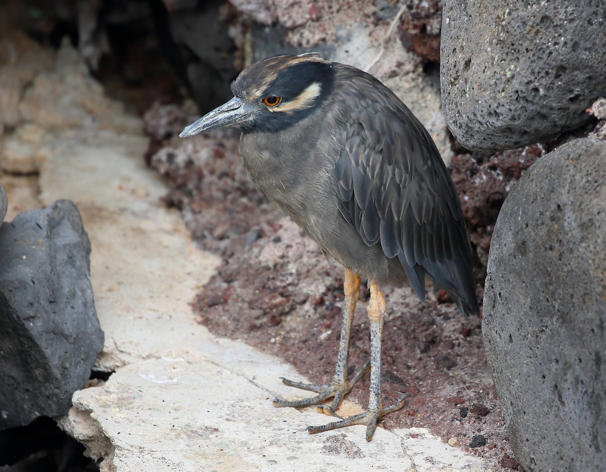 Yellow-crowned Night Heron (Galapagos) - ML616856542