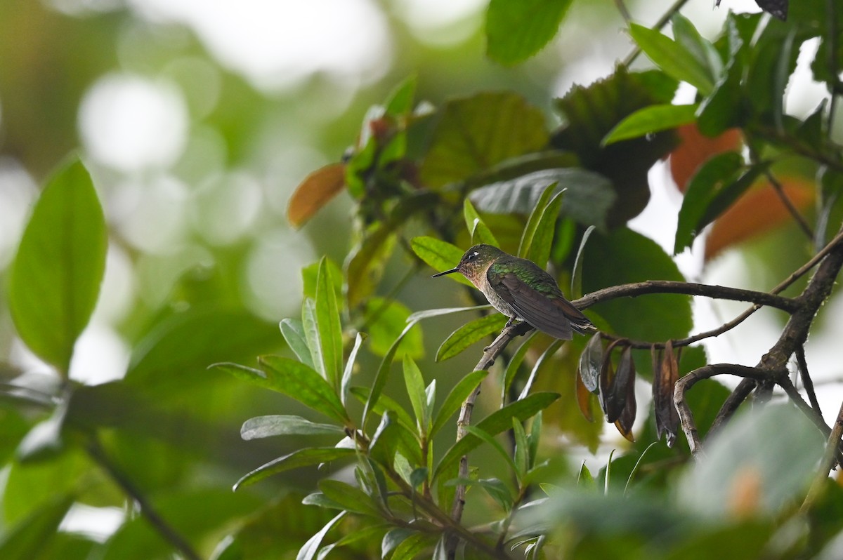 kolibřík dřišťálový (ssp. tyrianthina/quitensis) - ML616856557