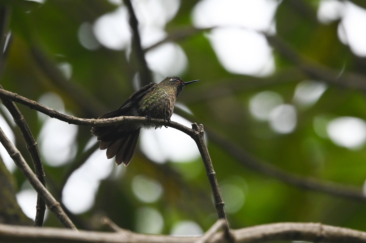 kolibřík dřišťálový (ssp. tyrianthina/quitensis) - ML616856564