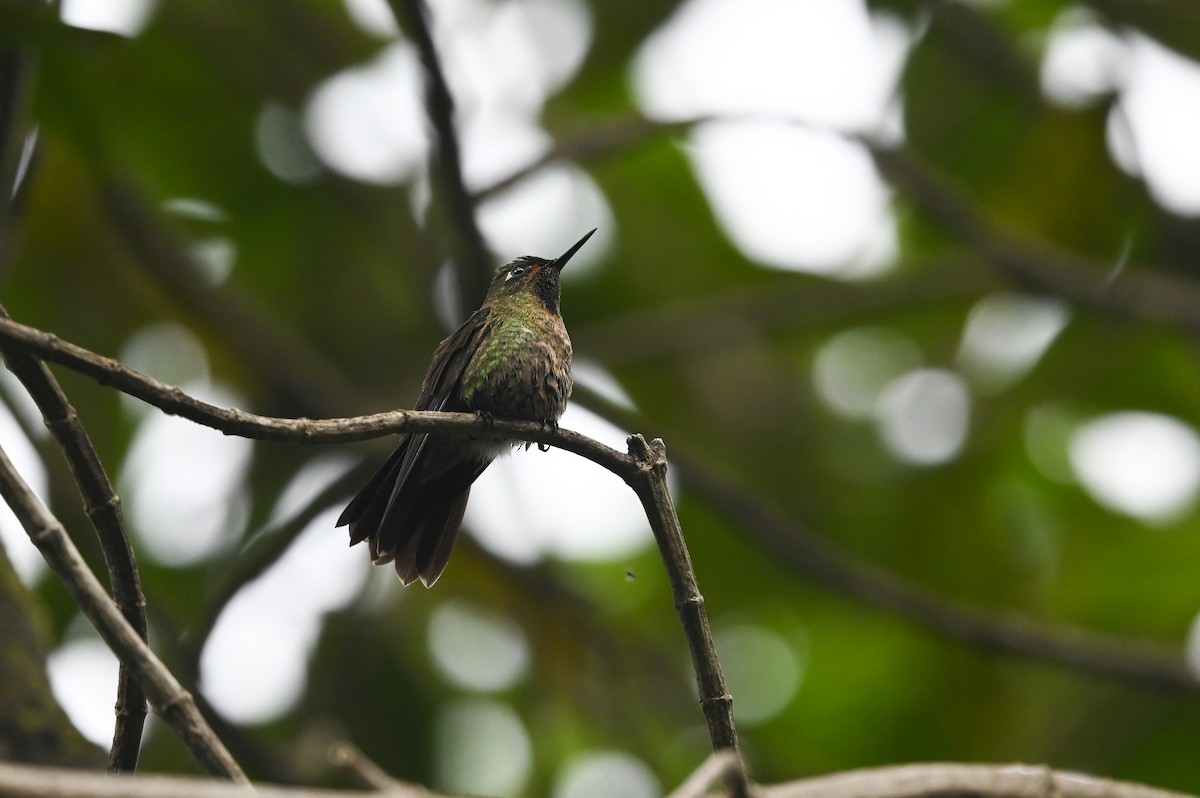 kolibřík dřišťálový (ssp. tyrianthina/quitensis) - ML616856574