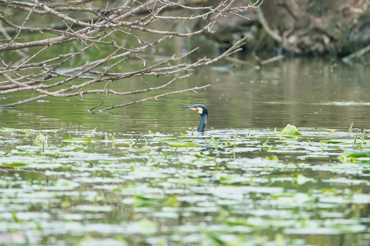 Great Cormorant - ML616856596