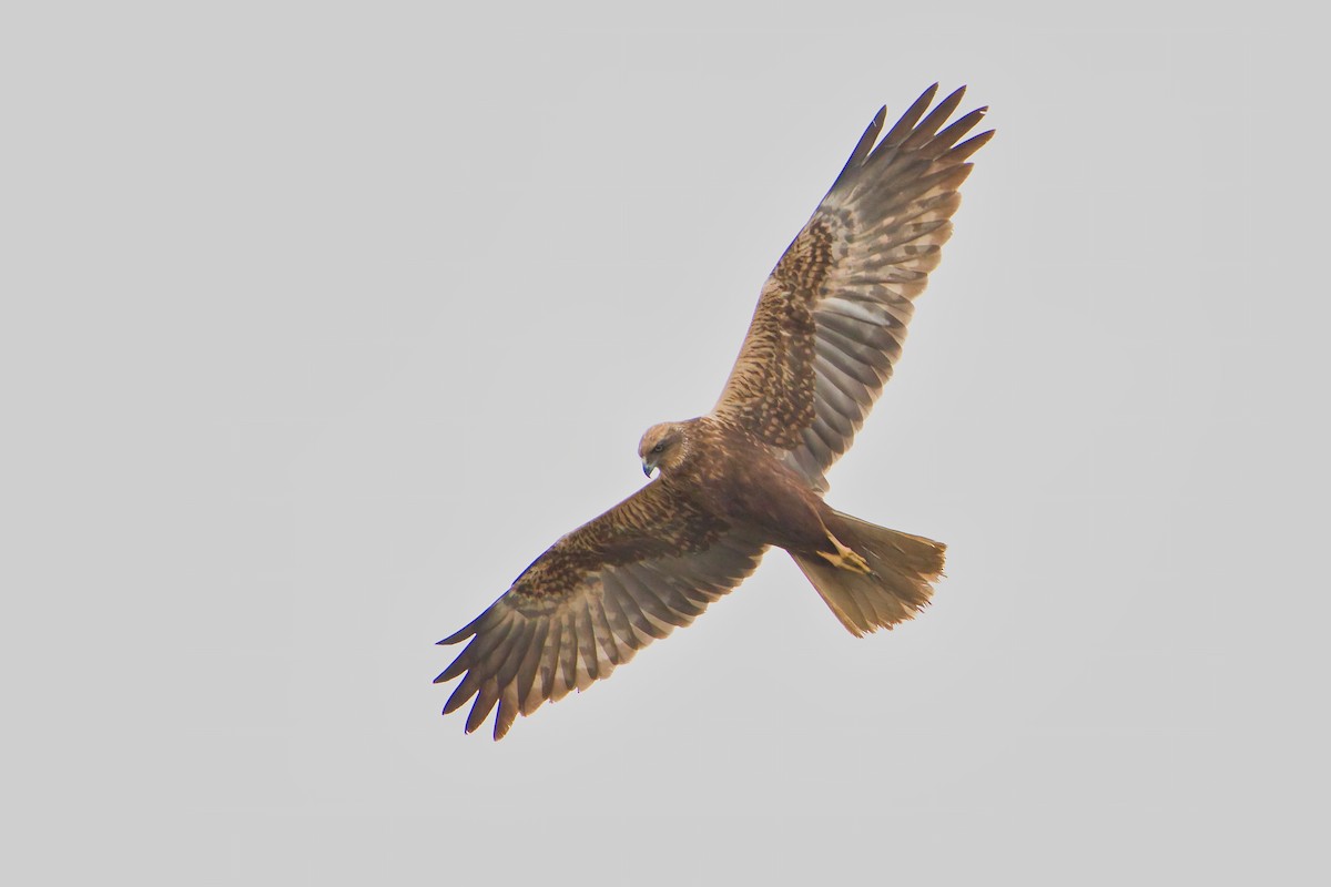 Western Marsh Harrier - Nicola Marchioli