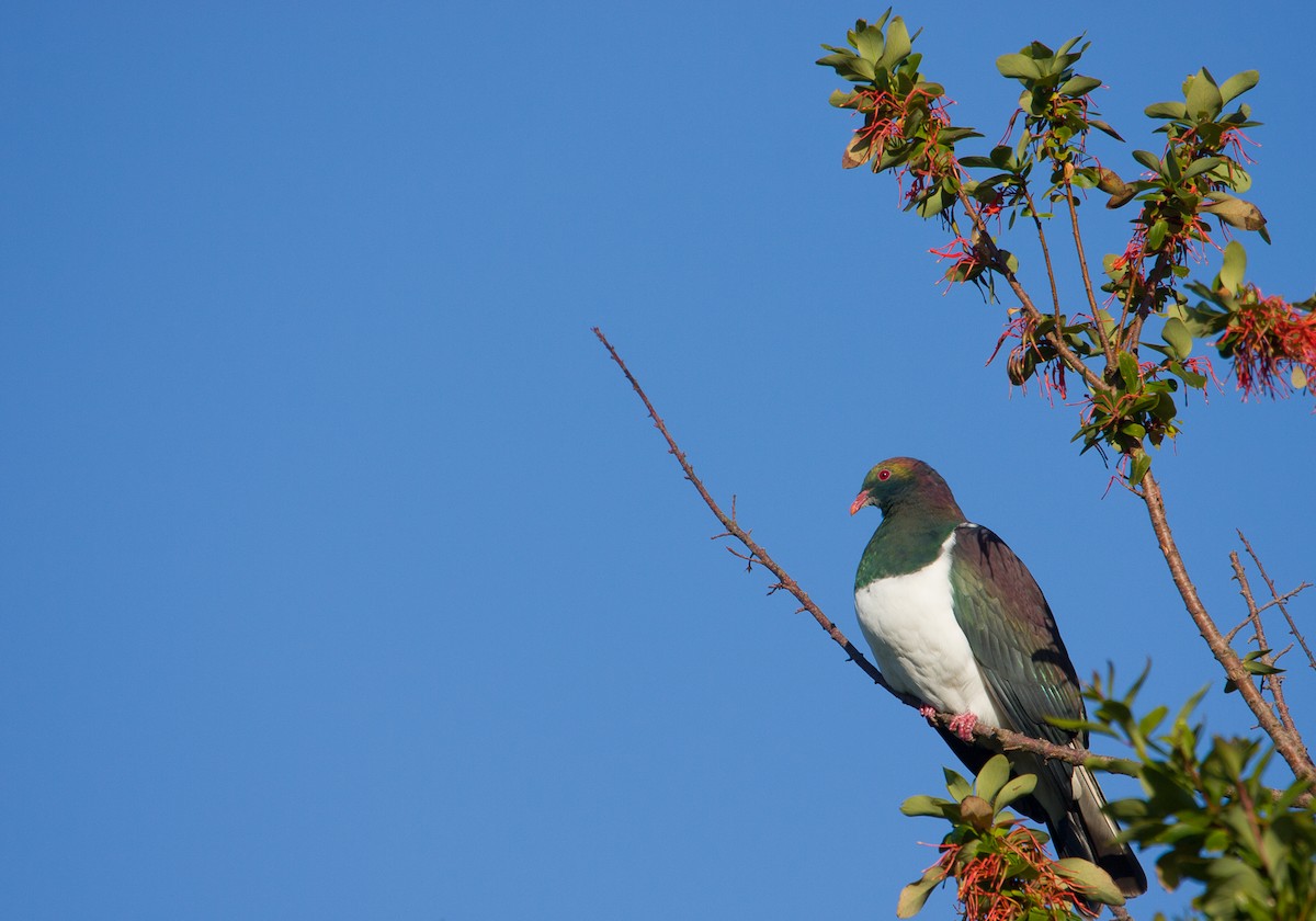 New Zealand Pigeon - ML616856675