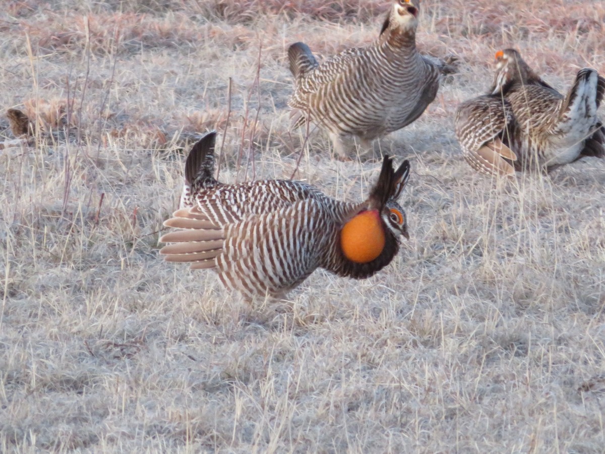 Greater Prairie-Chicken - ML616856770