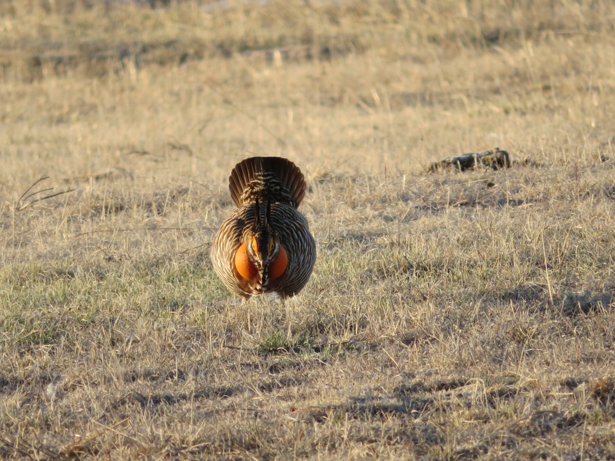 Greater Prairie-Chicken - ML616856772