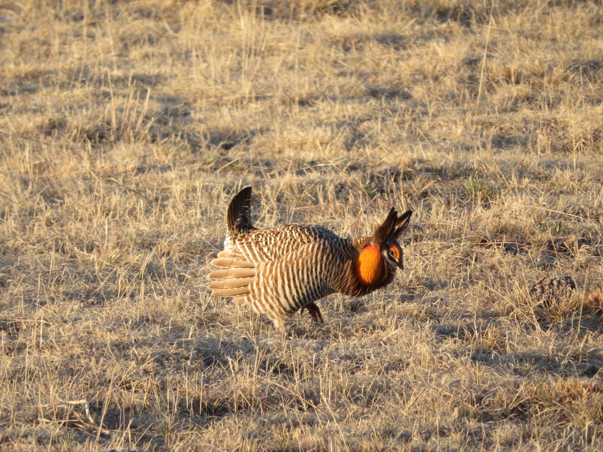 Greater Prairie-Chicken - ML616856773
