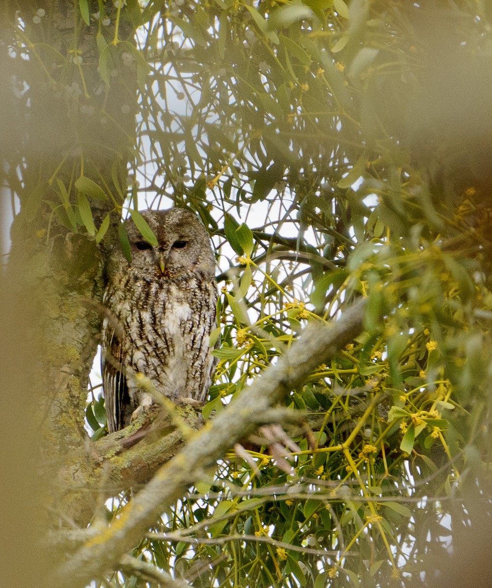 Tawny Owl - Patrick Mariot